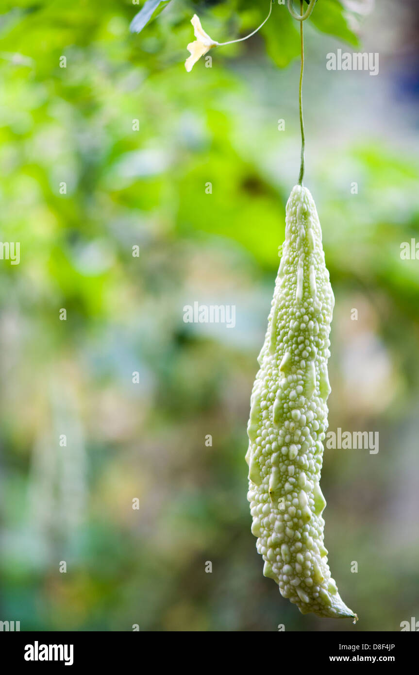 Cultivo de plantas de melón amargo Fotografía de stock Alamy