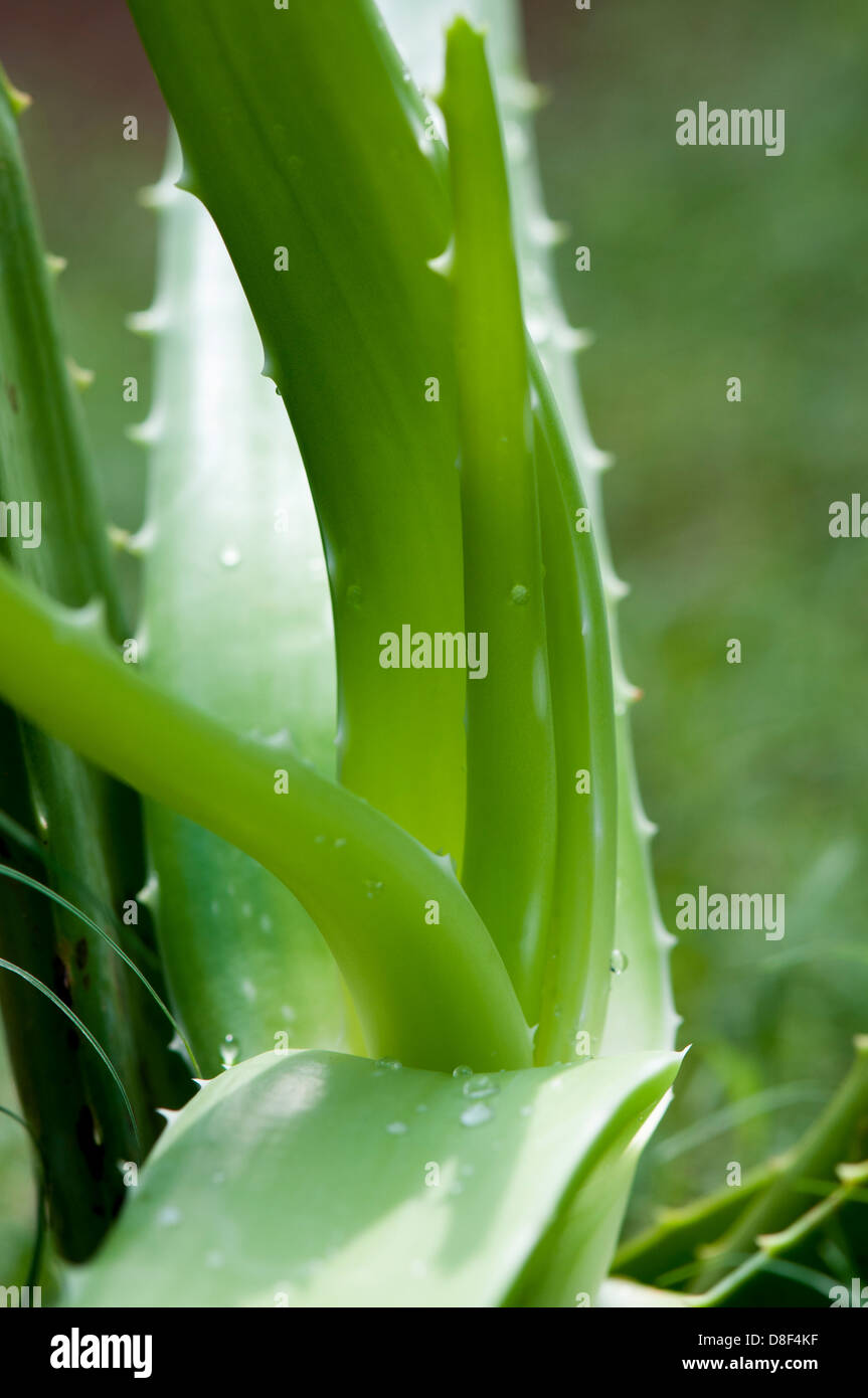 Planta de Aloe vera Foto de stock