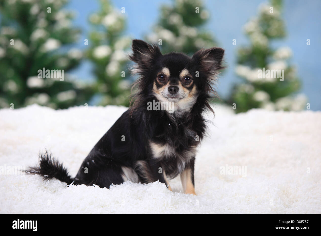 Chihuahua, longhaired, negro-blanco-crema |Chihuahua, langhaarig, ruede, schwarz-creme-weiss Foto de stock