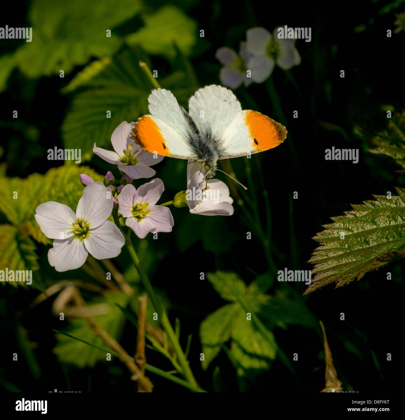 Pequeña mariposa nativa Britanica la punta anaranjada a comienzos del verano. Foto de stock