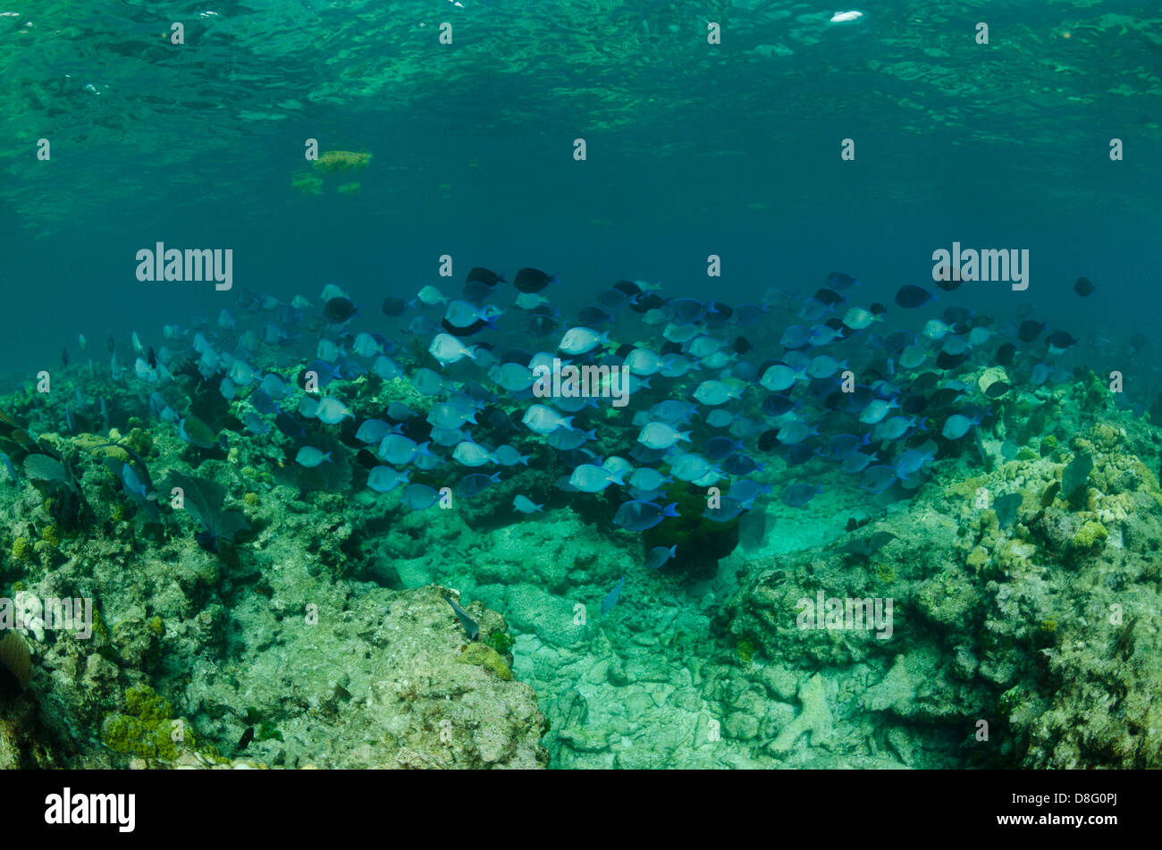 Una escuela de peces tang azul en las aguas poco profundas cerca de Key Largo, Florida Foto de stock