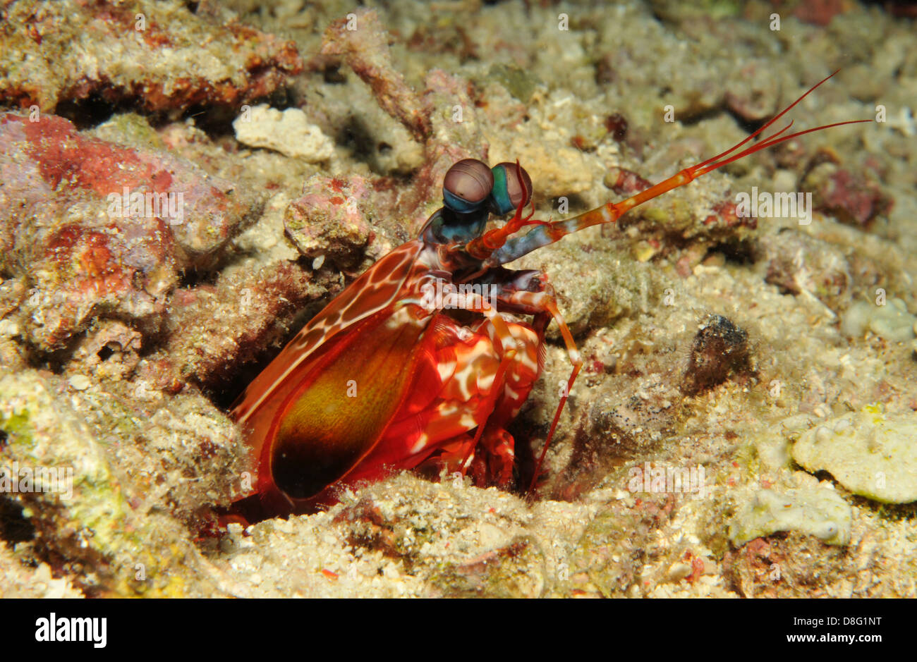 Camarones Mantis en los fondos marinos Foto de stock