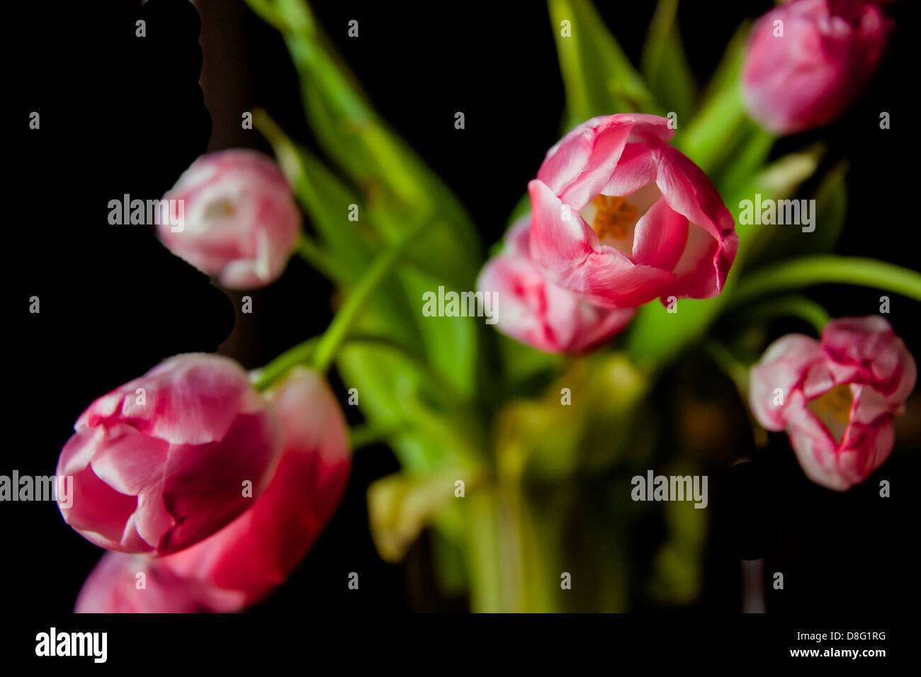 Flores de tulipanes en primavera Foto de stock