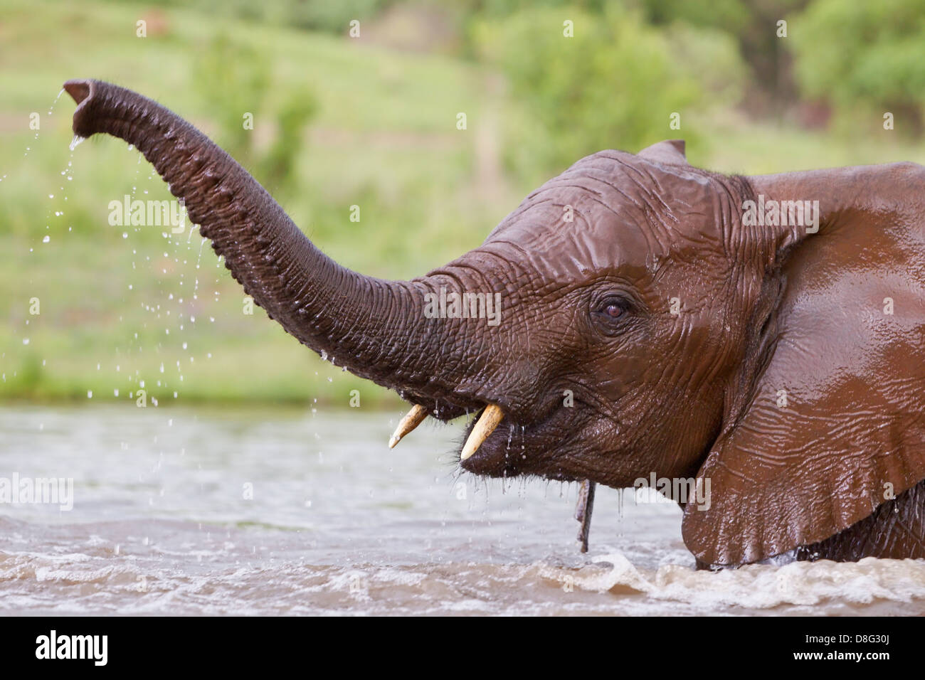 Elefante africano (Loxodonta africana) ternera joven jugando en el agua.Sudáfrica Foto de stock