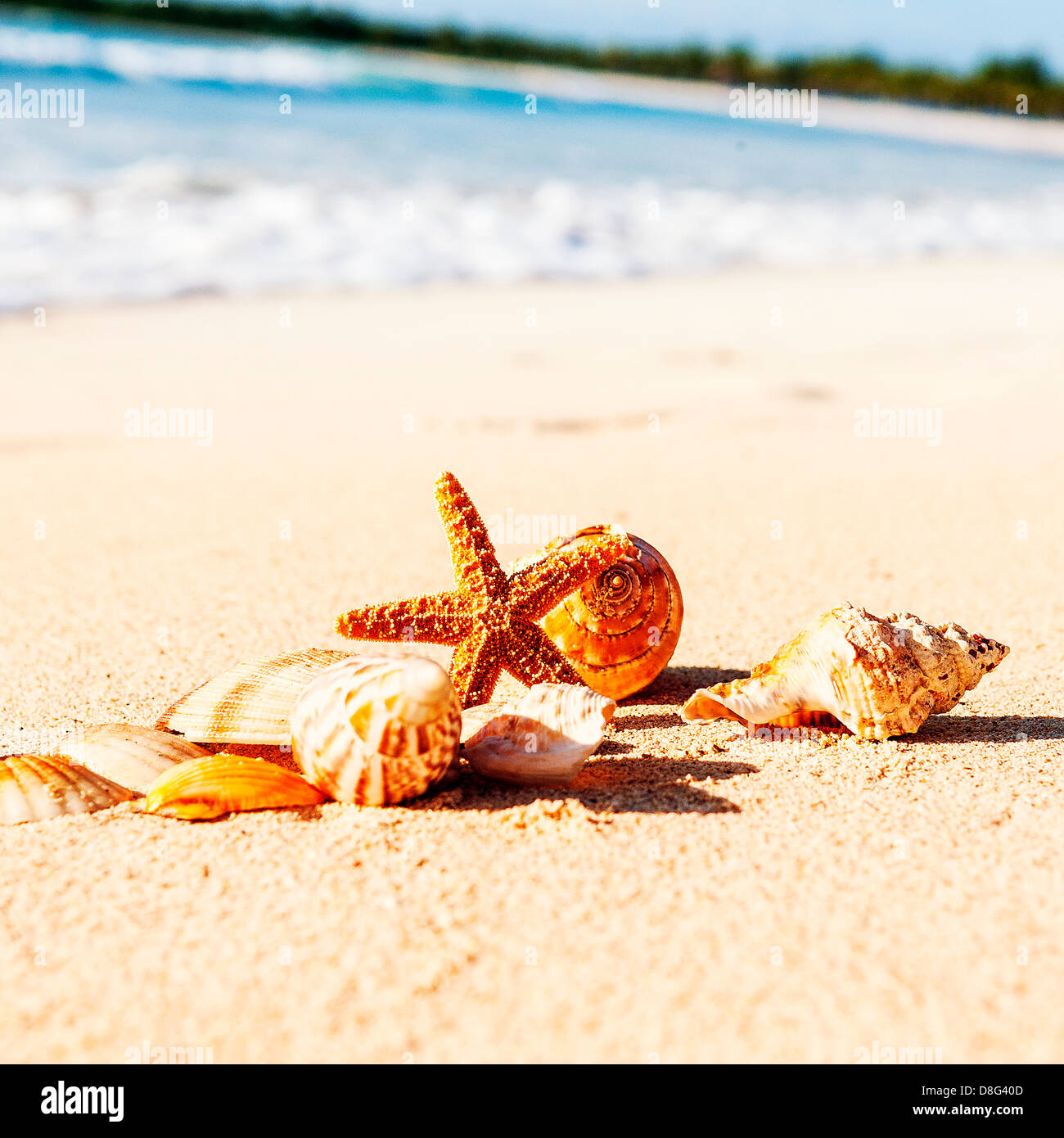 Conchas de Mar con arena como fondo Foto de stock