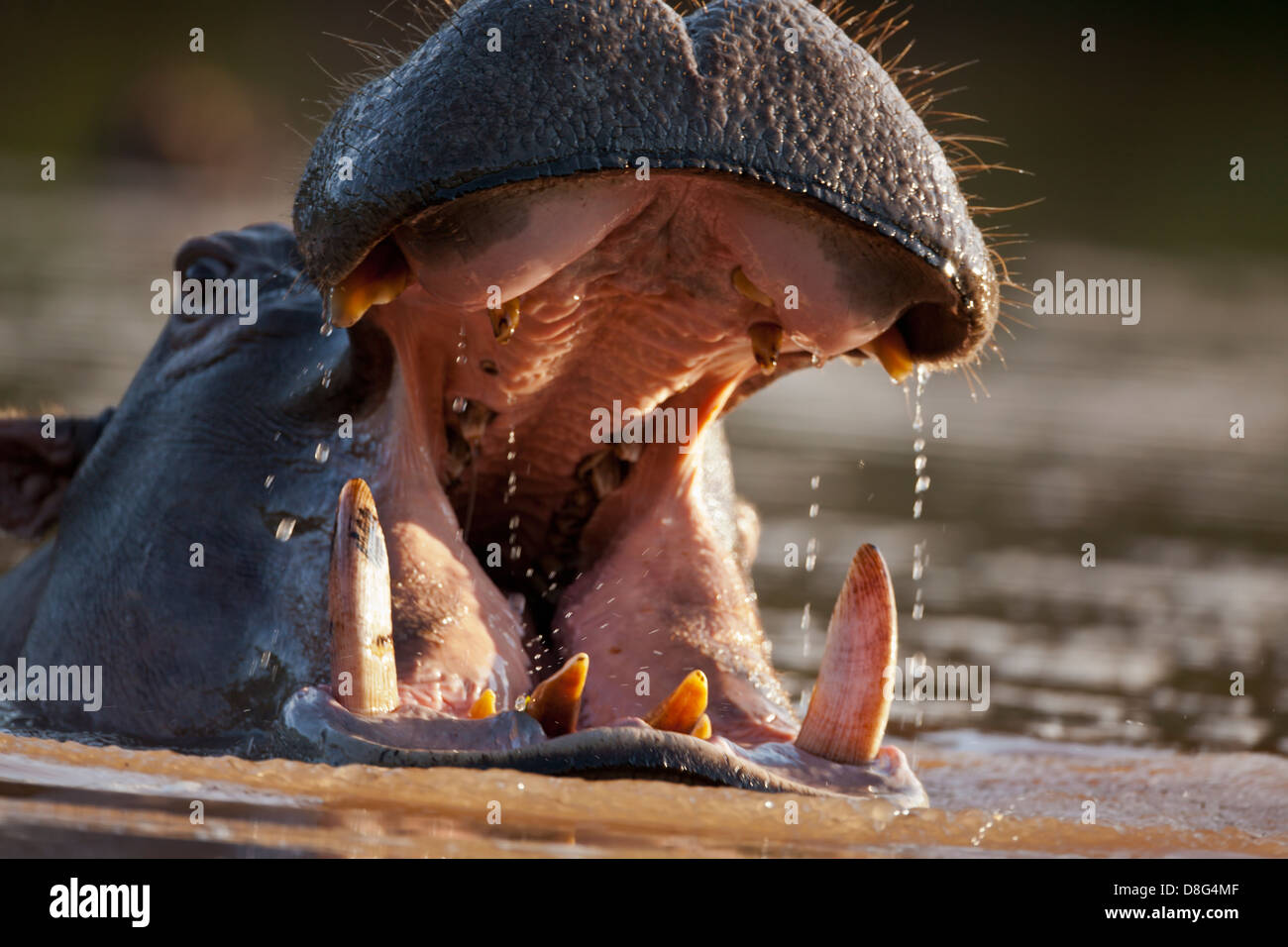 Hipopótamo (Hippopotamus amphibius) con la boca abierta en una agresiva postura de advertencia.Sudáfrica Foto de stock