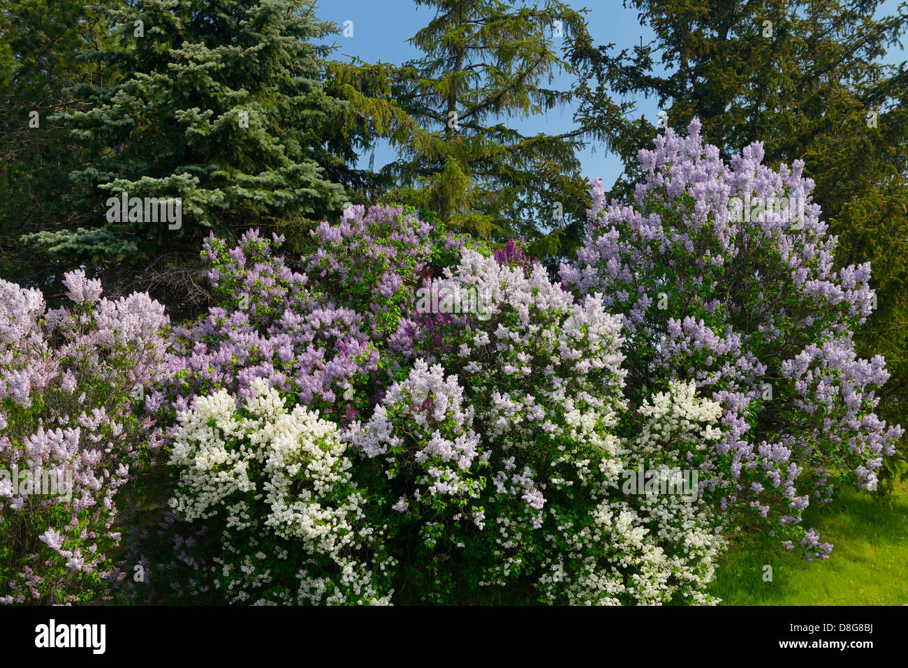 A púrpura, blanco común de arbustos de lilas floración en primavera abetos junto a Toronto, Canadá Foto de stock