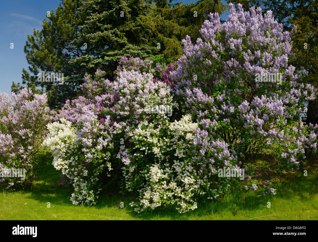 Naturalizado florecientes arbustos de lilas común al lado de abetos en la primavera de Toronto, Canadá Foto de stock