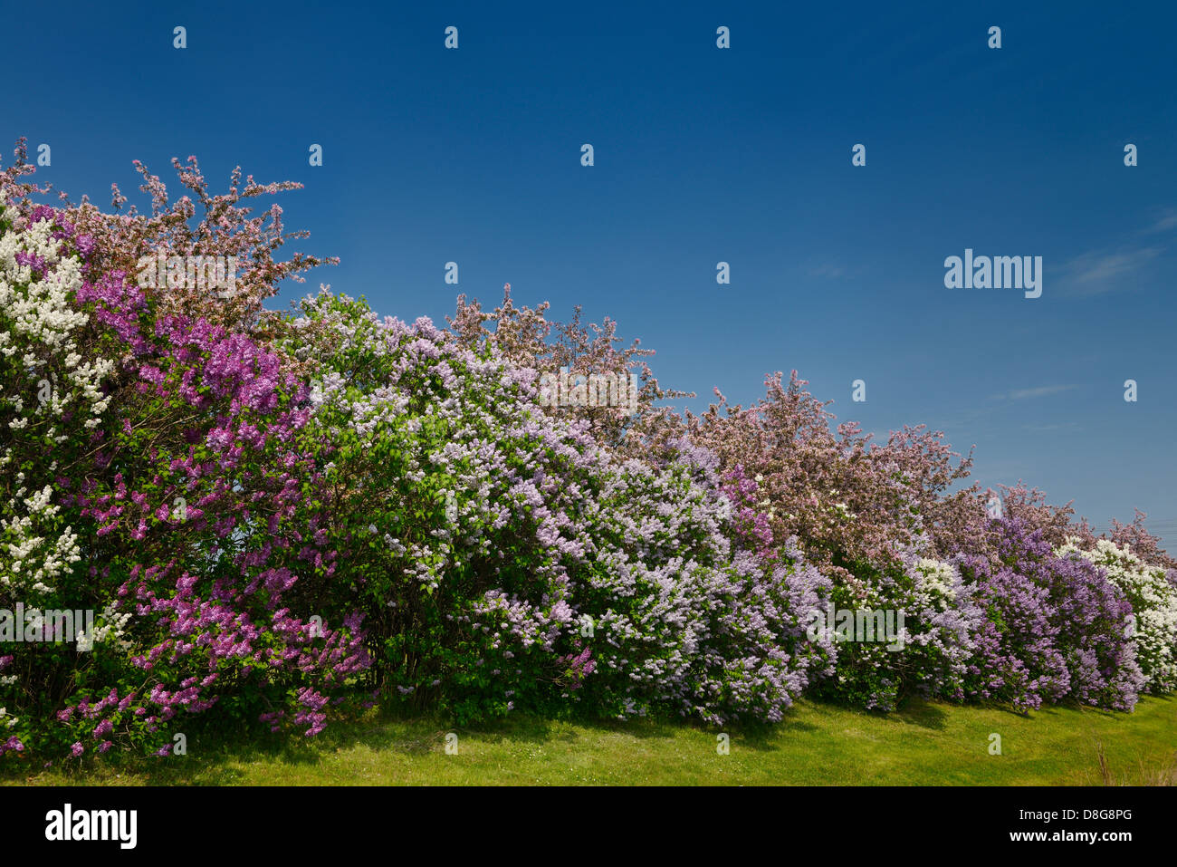 Fila de arbustos de lilas común floración junto a rosa crabapple árboles en primavera Foto de stock