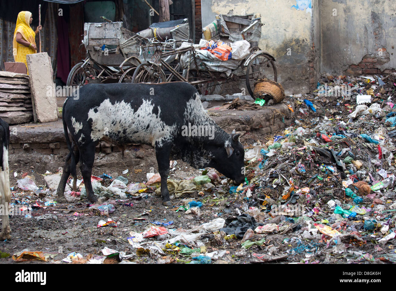Vaca comiendo basura en Varanasi, India Foto de stock