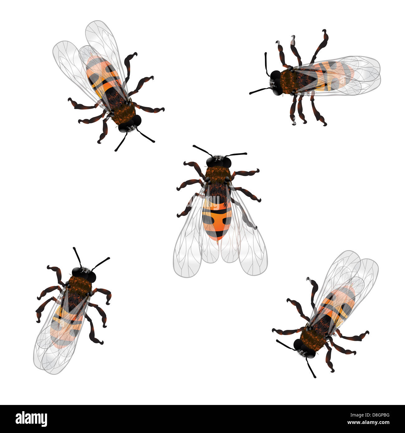 Dibujo De Abeja Realista Imágenes Recortadas De Stock Alamy