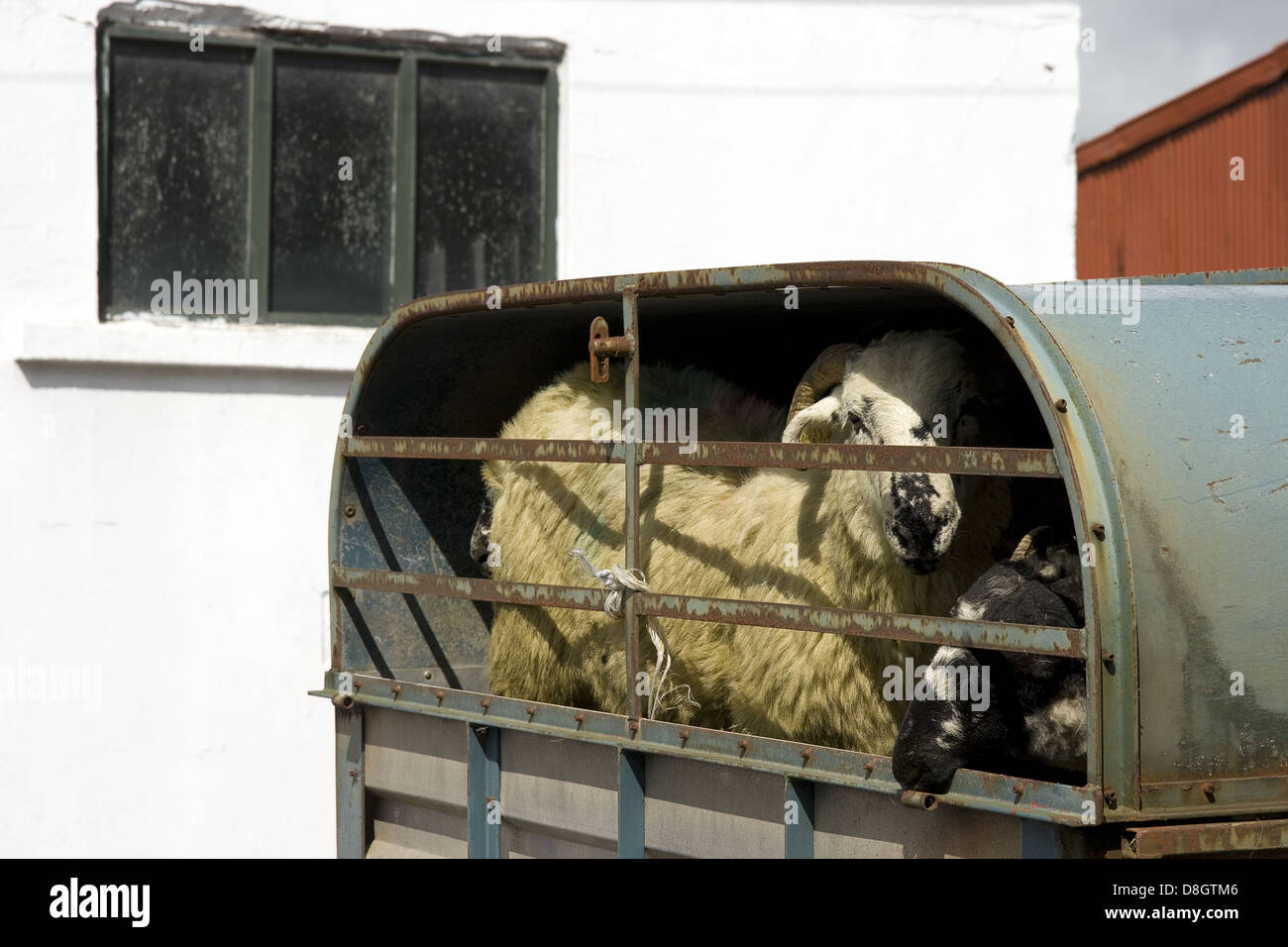 Transporte de ovejas Foto de stock