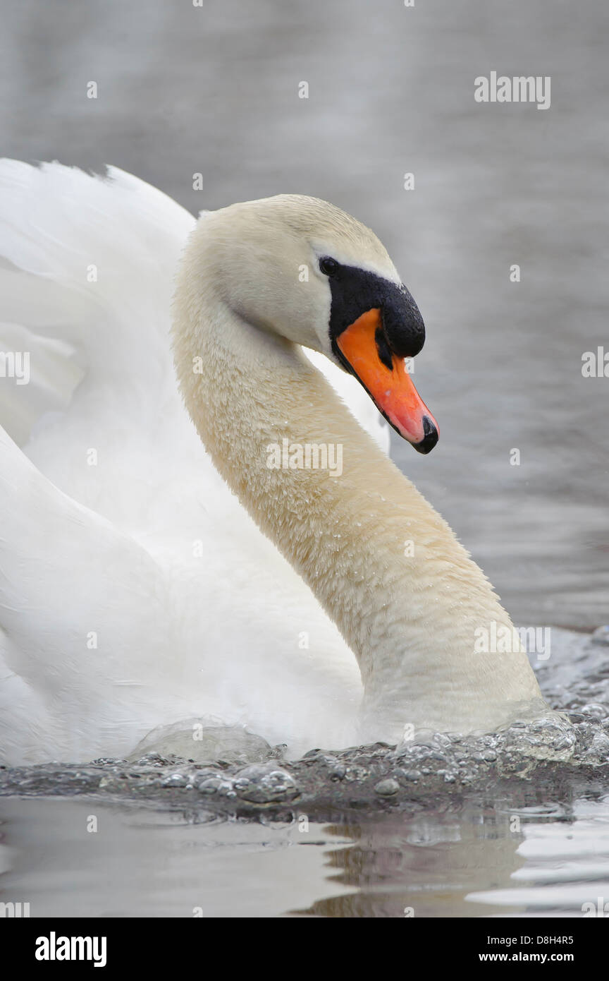 Cisne, Cygnus olor, Alemania Foto de stock