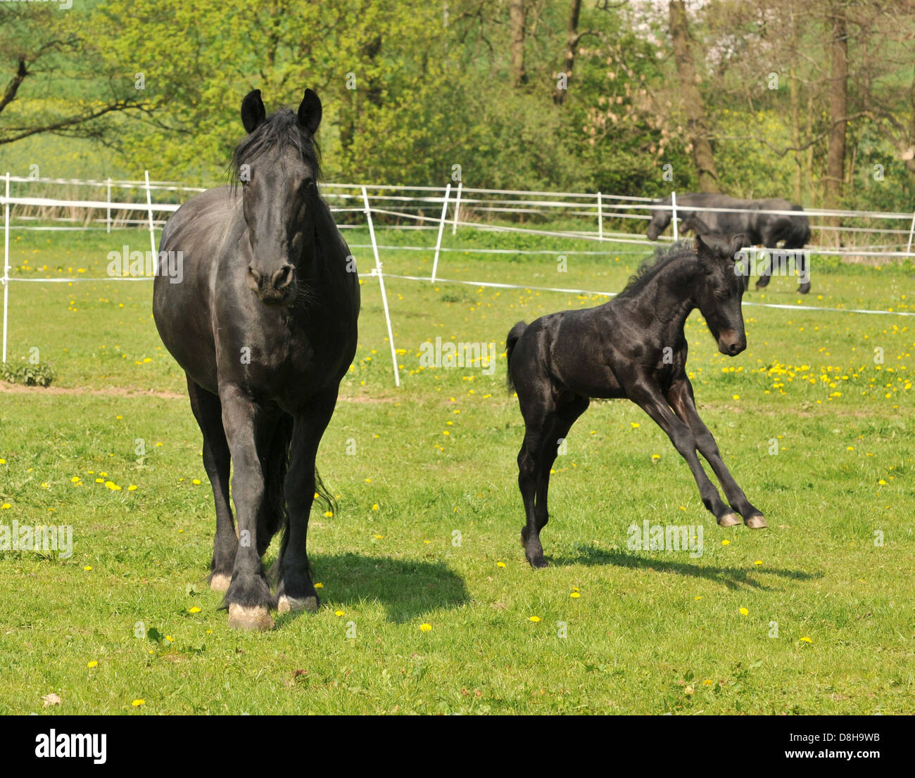 caballos de Friesen Foto de stock