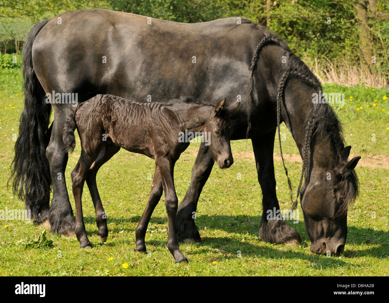 Frieses caballos Foto de stock