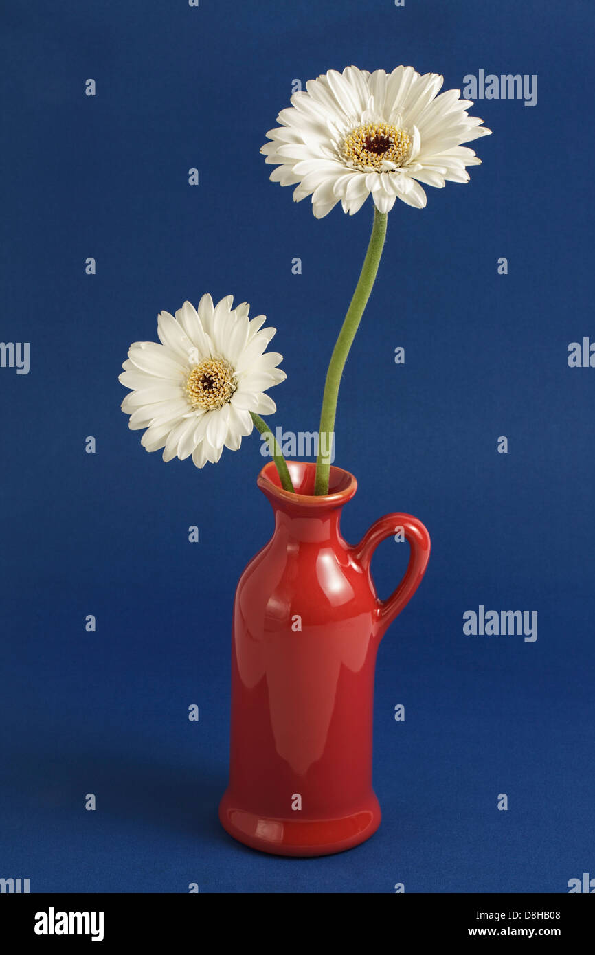 Dos Gerberas blancas en la jarra roja sobre fondo azul liso Foto de stock