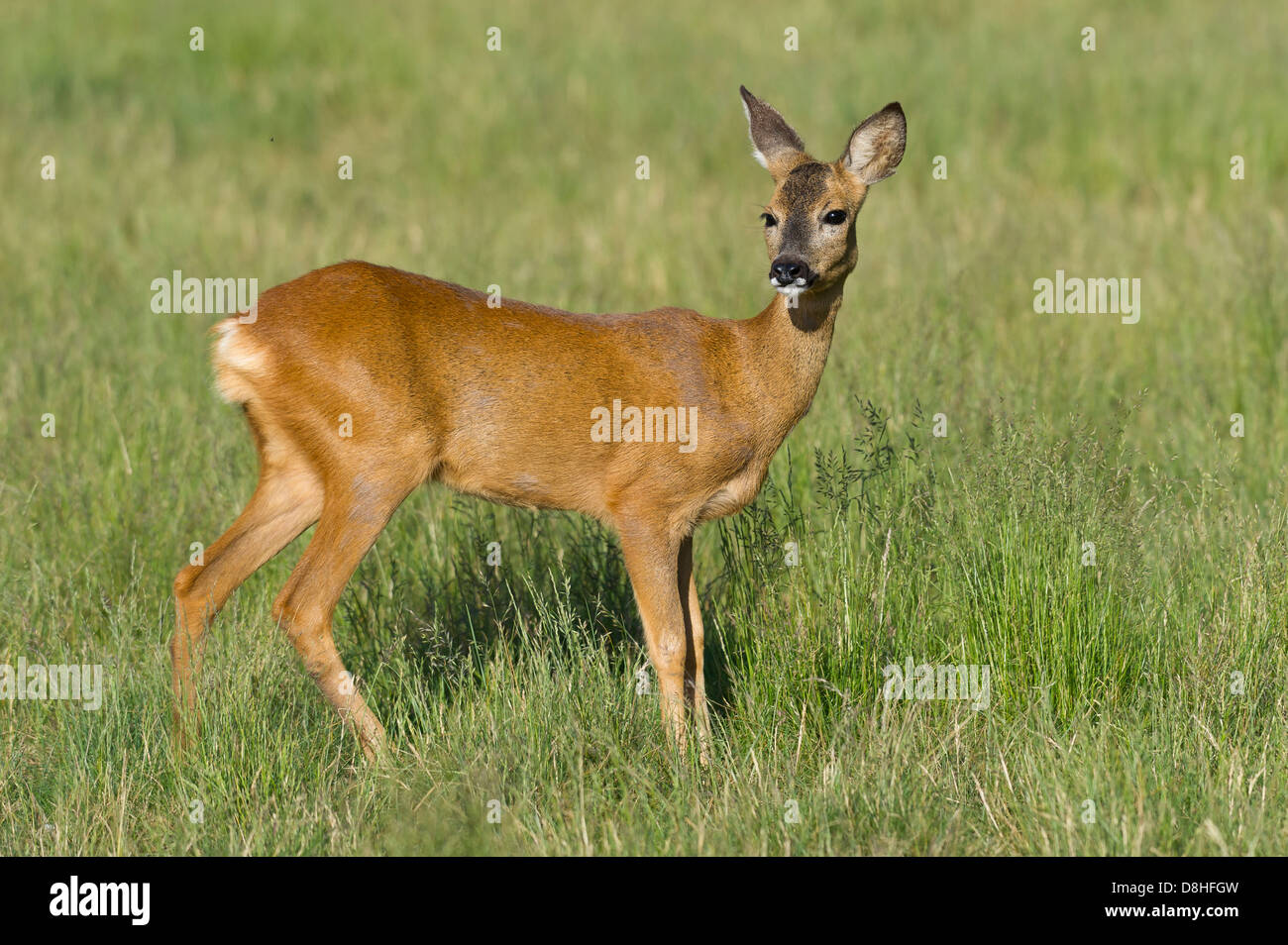 El ciervo, el corzo, el Capreolus capreolus, Vechta, Niedersachsen, Alemania Foto de stock