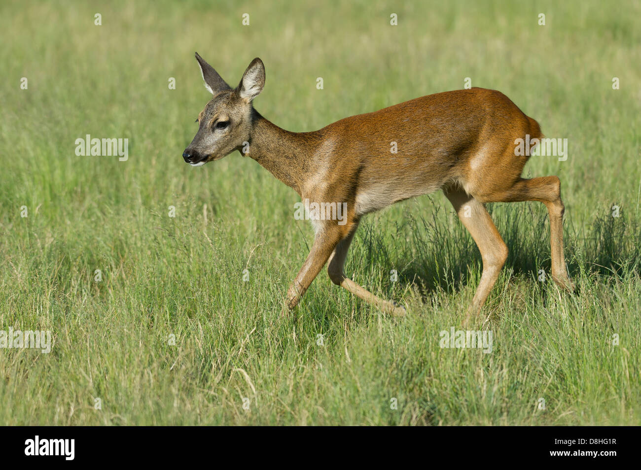 El ciervo, el corzo, el Capreolus capreolus, Vechta, Niedersachsen, Alemania Foto de stock
