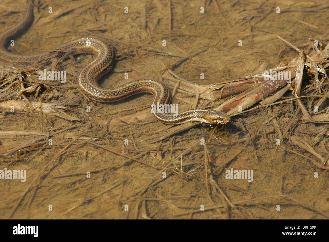 Este Garter Snake repta por una zona fangosa. Foto de stock