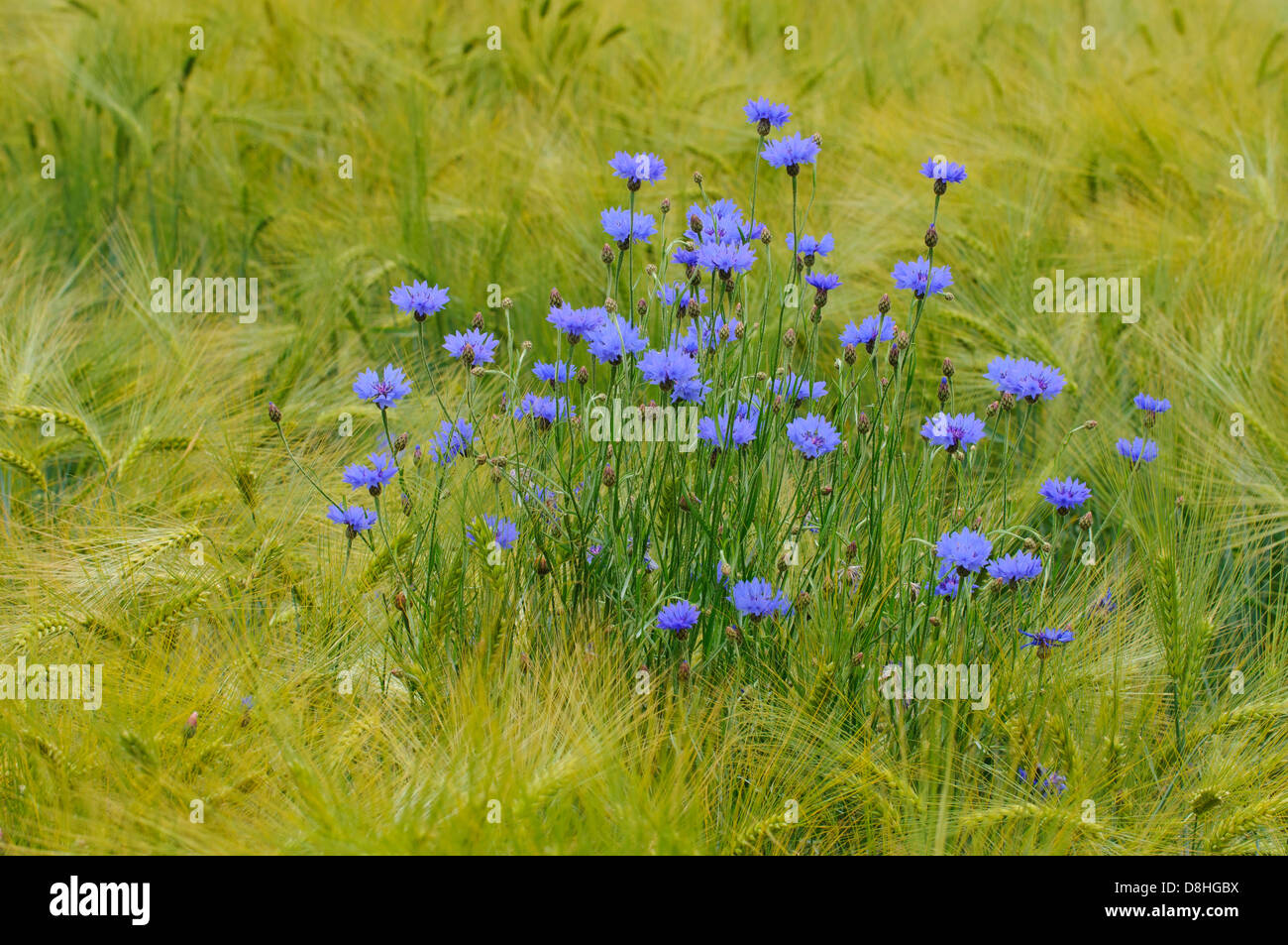 Acianos, Centaurea cyanus, Vechta, Niedersachsen, Alemania Foto de stock