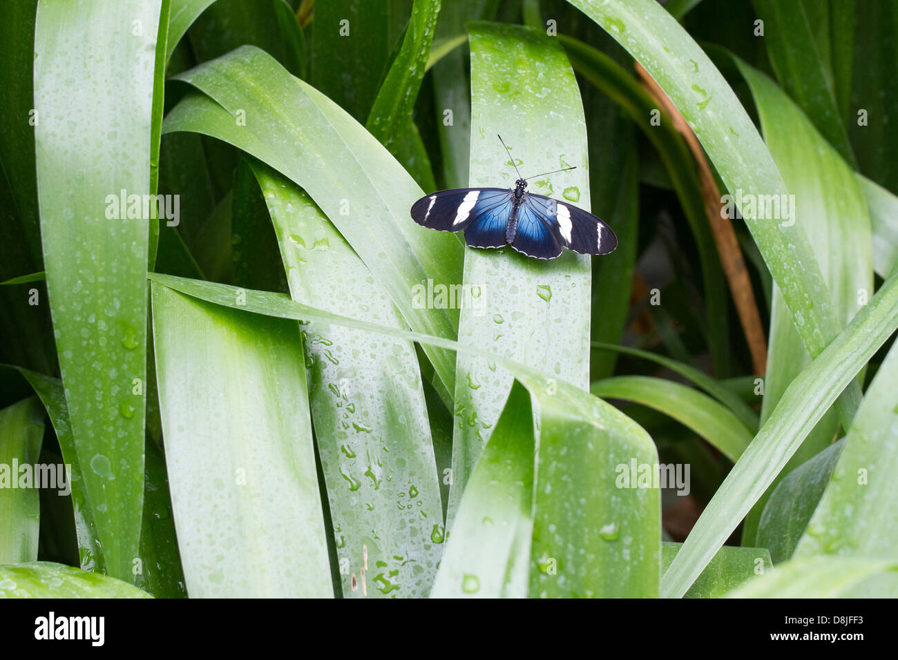 Eleuchia Longwing Butterfly (Heliconius eleuchia) en una hoja, Waterfall Gardens, Costa Rica Foto de stock