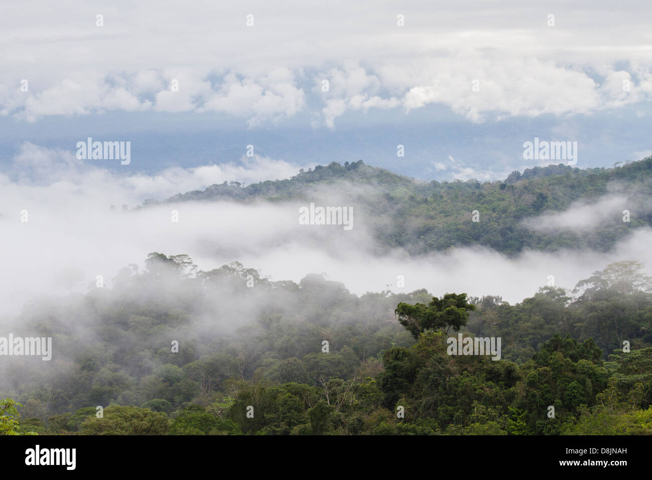 Bosque Nuboso, Valle Central Highlands, Costa Rica Fotografía de stock
