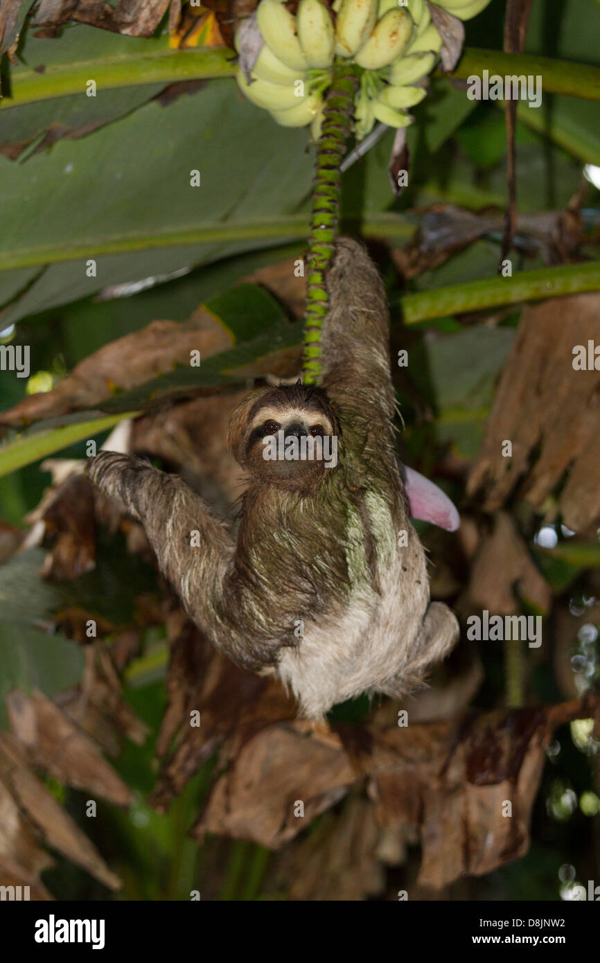 Alimentación marrón-throated perezoso de tres dedos (Bradypus variegatus), el Parque Nacional Cahuita, Costa Rica Foto de stock