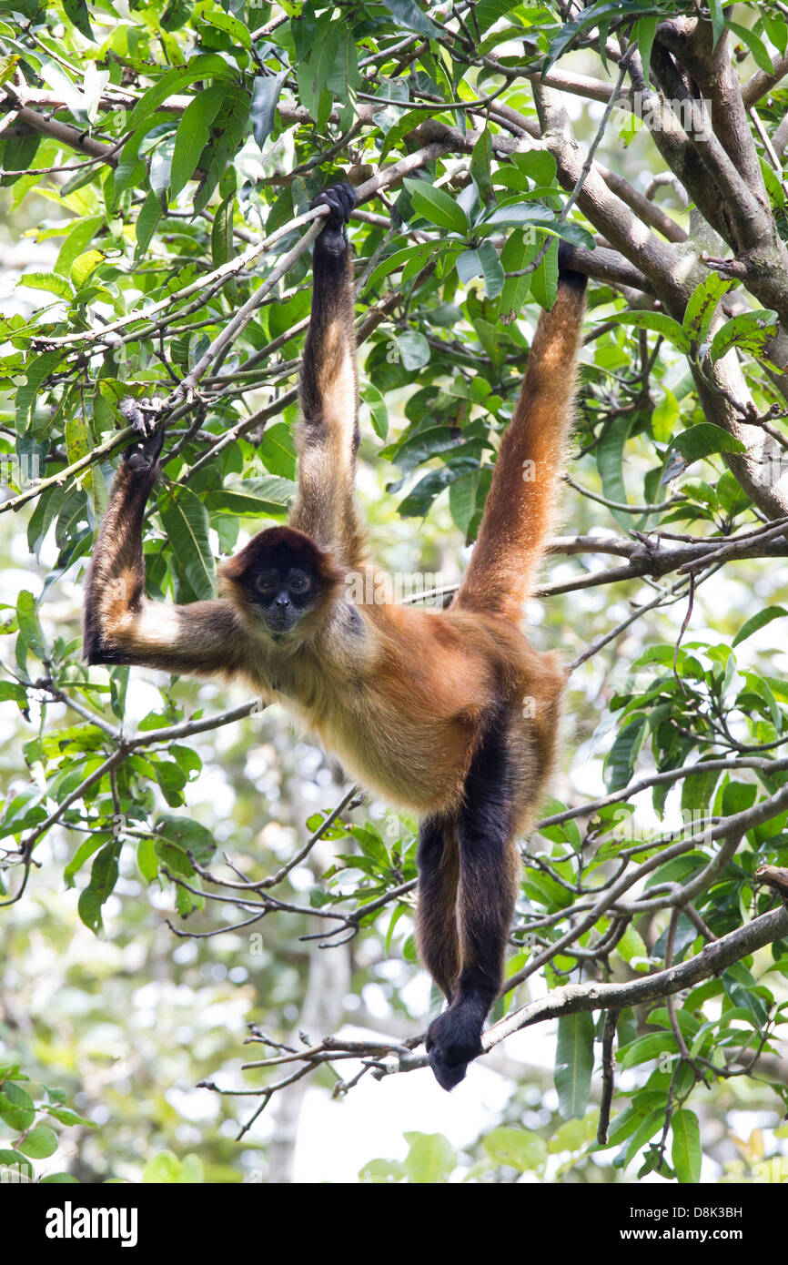 Centroamérica, el mono araña Ateles geoffroyi, Costa Rica Foto de stock