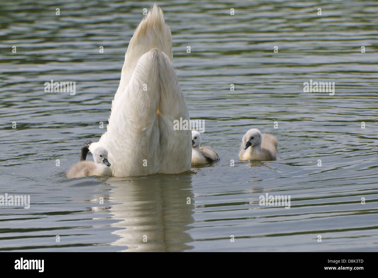 Cisne con animales jóvenes Foto de stock