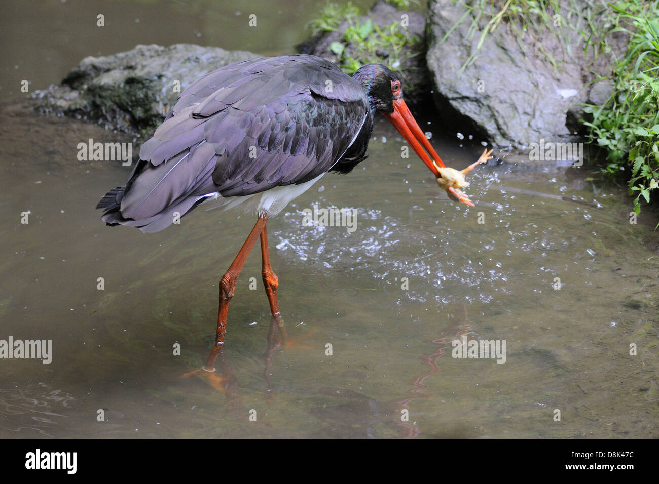 Botín De Caza Fotos e Imágenes de stock - Página 3 - Alamy