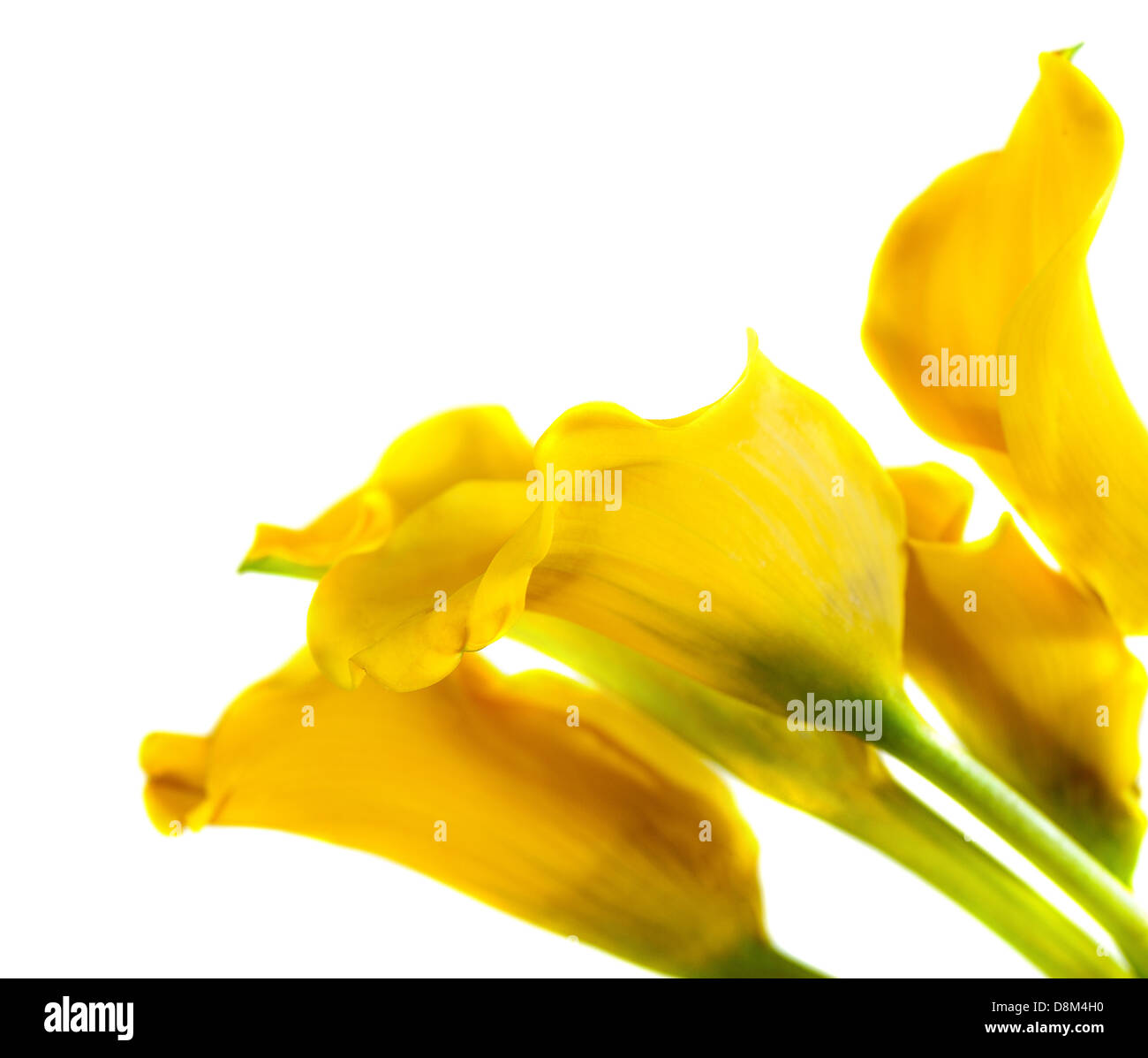 Cala amarilla lirios fotografías e imágenes de alta resolución - Alamy