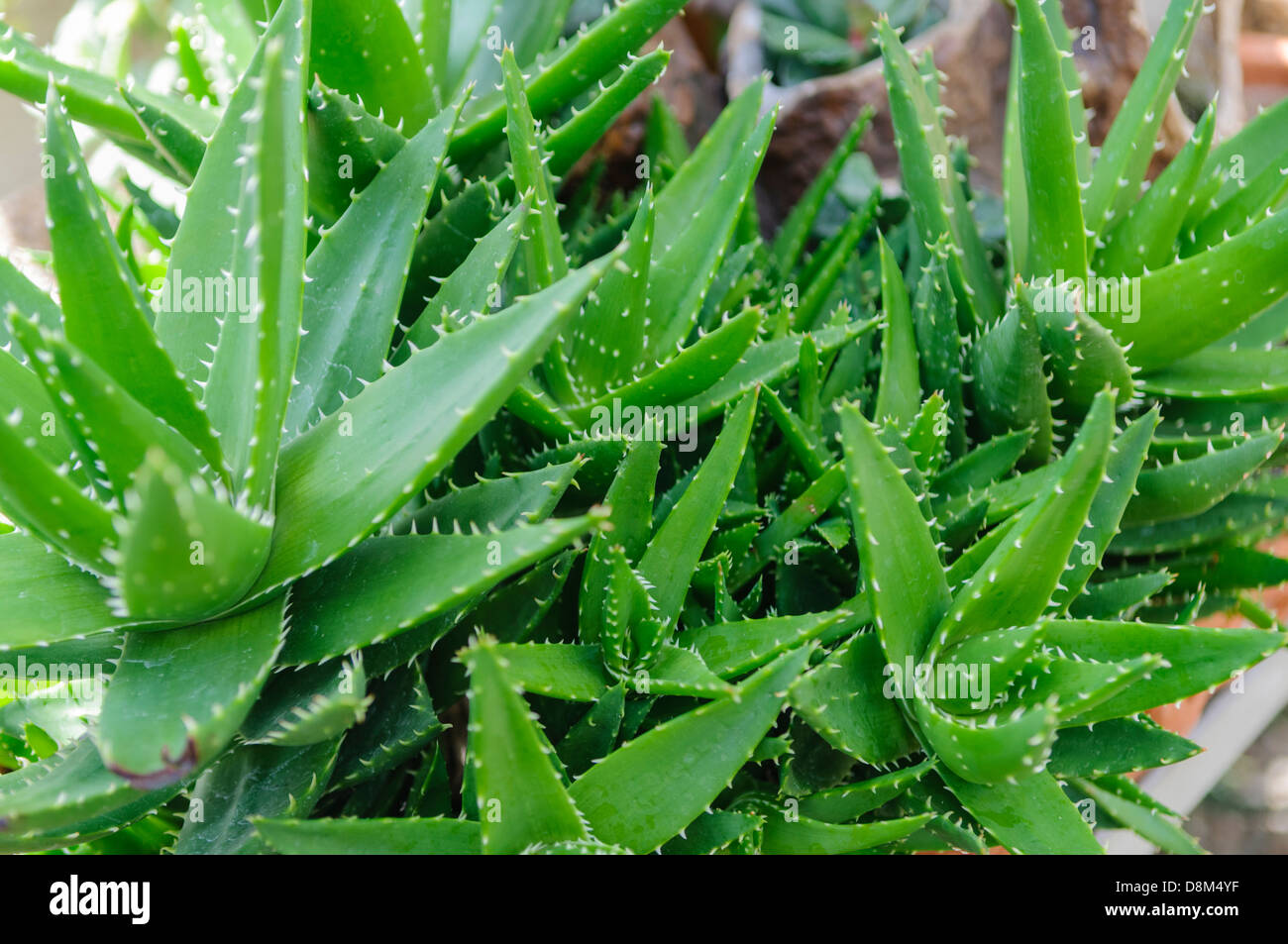 Plantas de Aloe Vera para la venta, que se utilizan como remedios