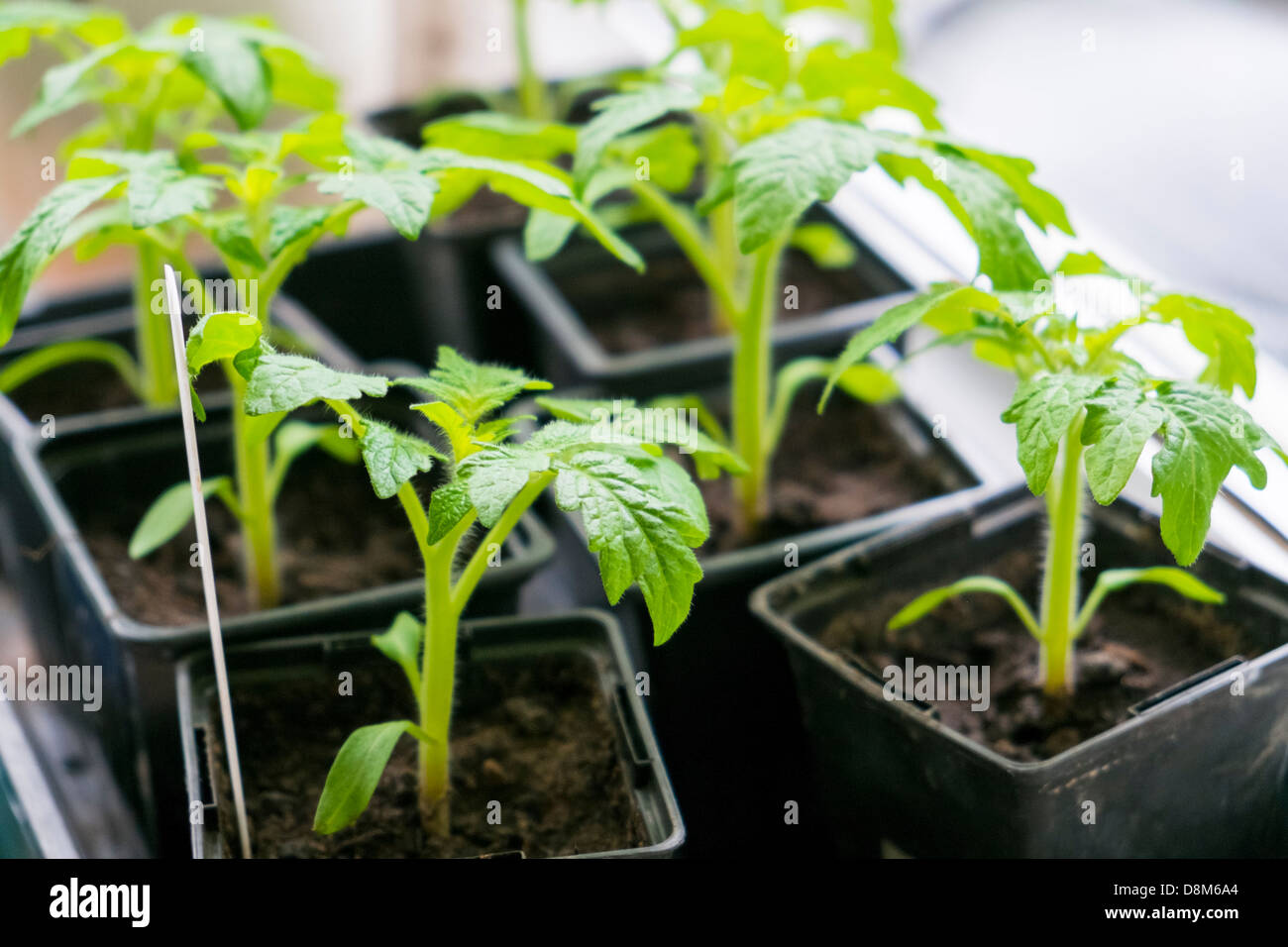 Plantas De Tomate Bebe Fotos E Imagenes De Stock Alamy
