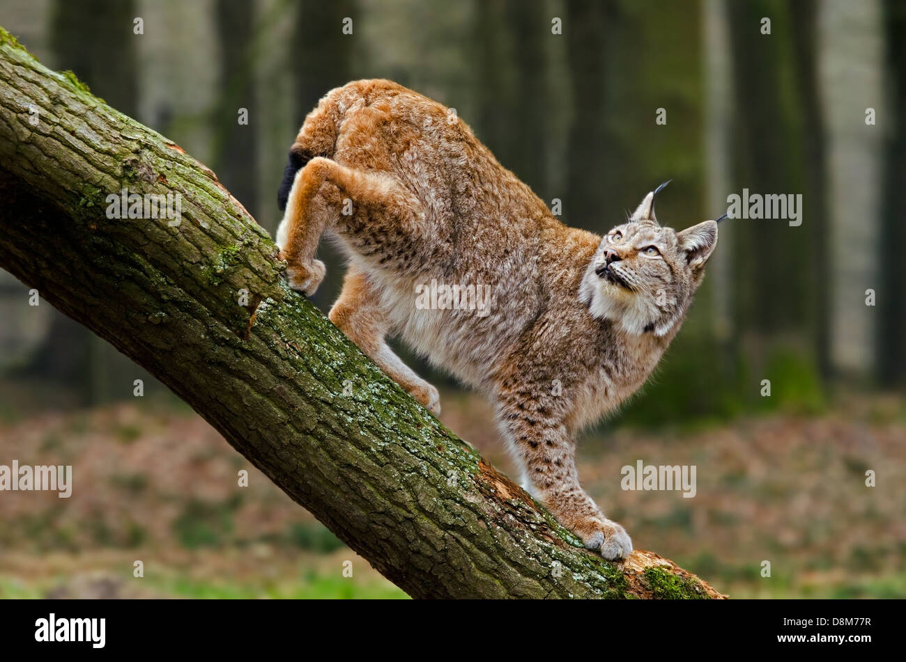 El lince eurásico (Lynx lynx) mirando hacia arriba desde el tronco del árbol en el bosque de pinos Foto de stock