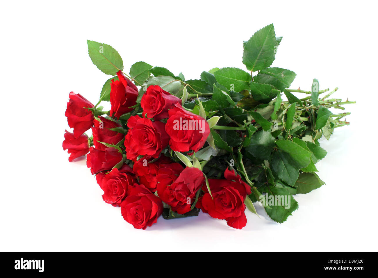 Rosas Foto de stock