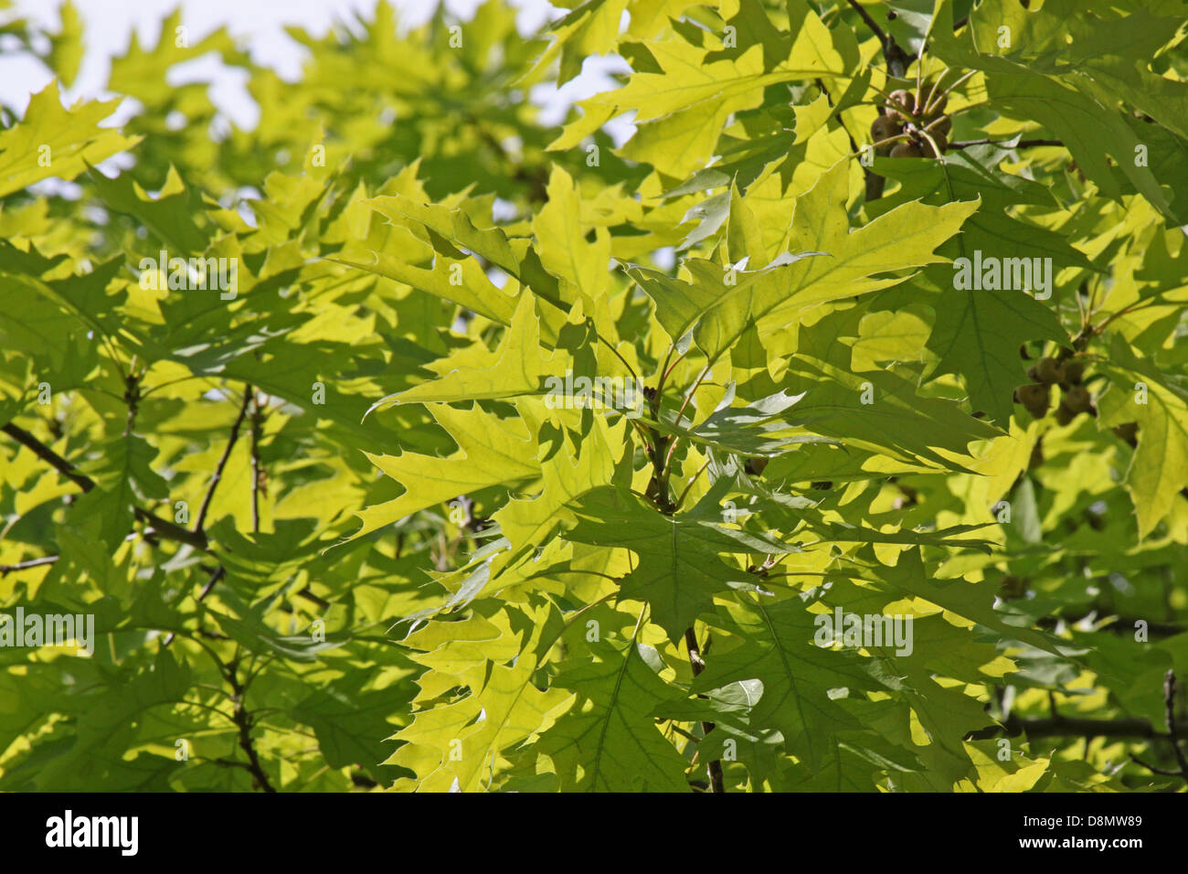 Las hojas del árbol de roble en primavera Foto de stock