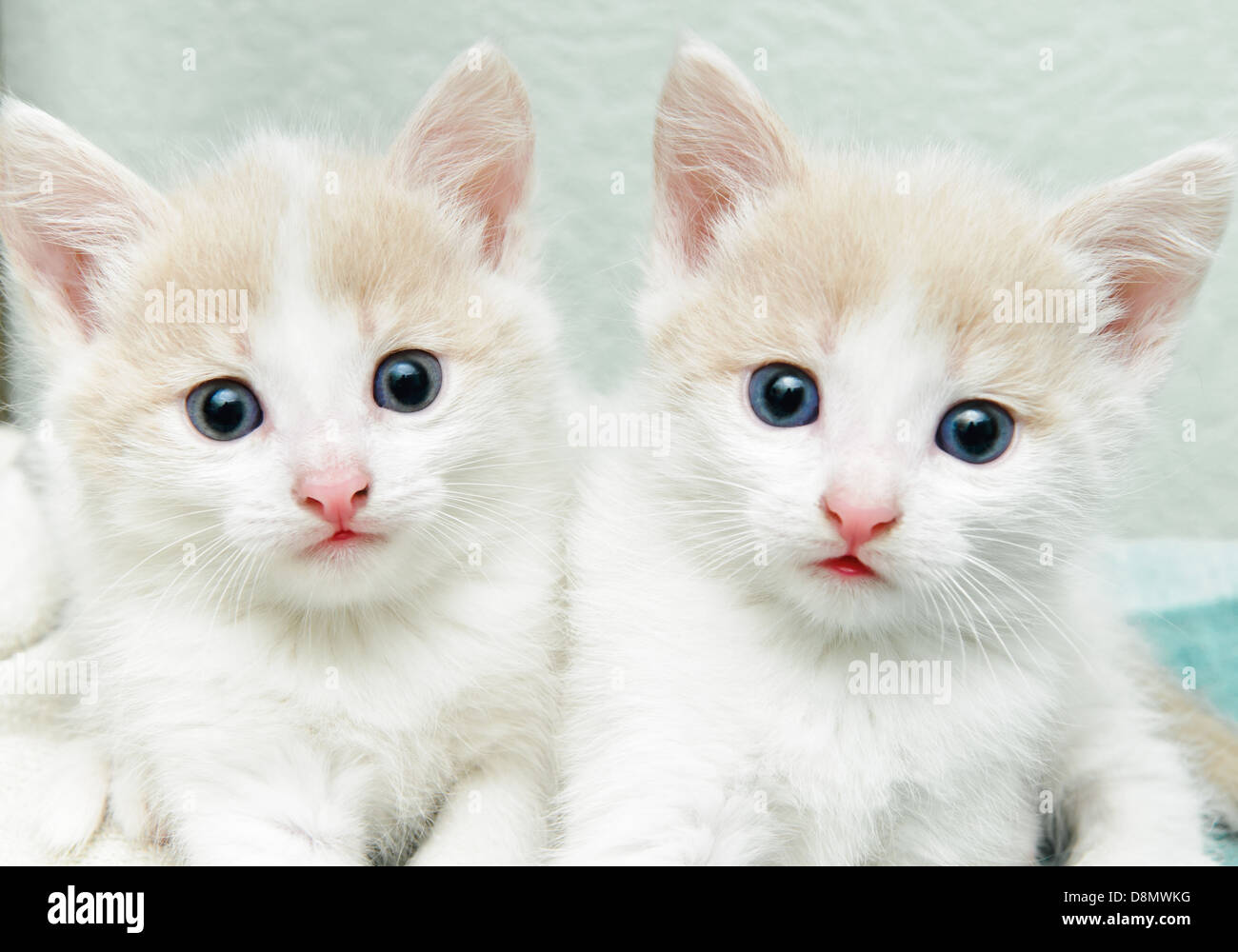 pequeños gatitos Foto de stock
