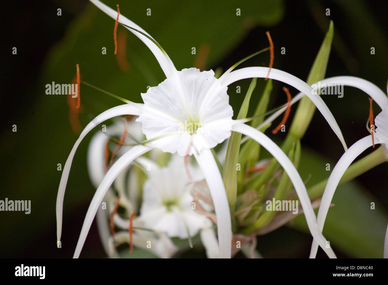 Un primer plano de un Caribe planta lirio araña Foto de stock