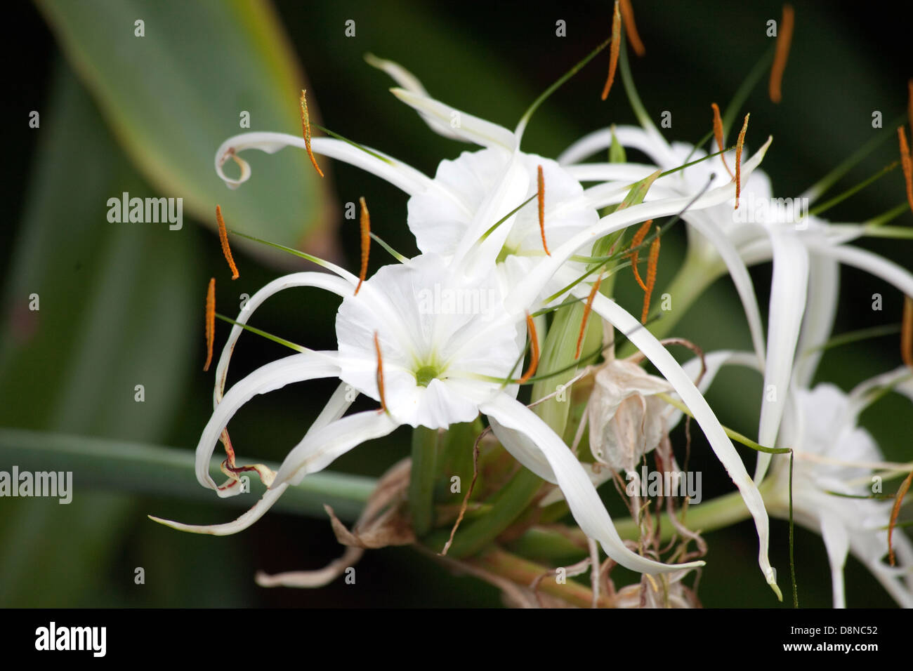 Un primer plano de un Caribe planta lirio araña Foto de stock