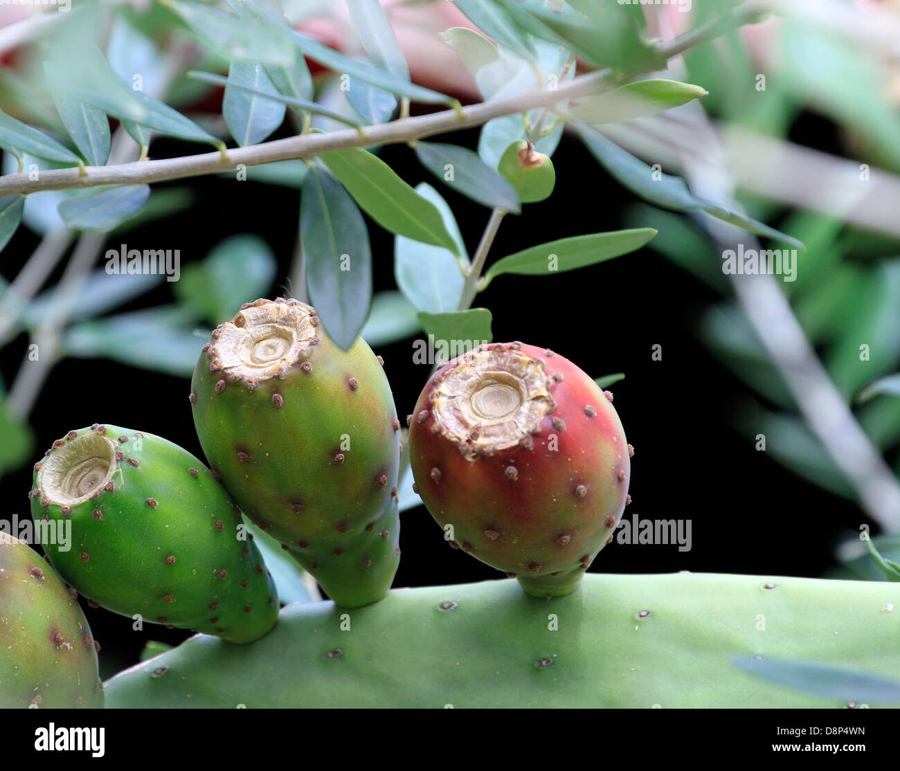 La tuna (Opuntia tuna) frutas maduración en la planta Fotografía de