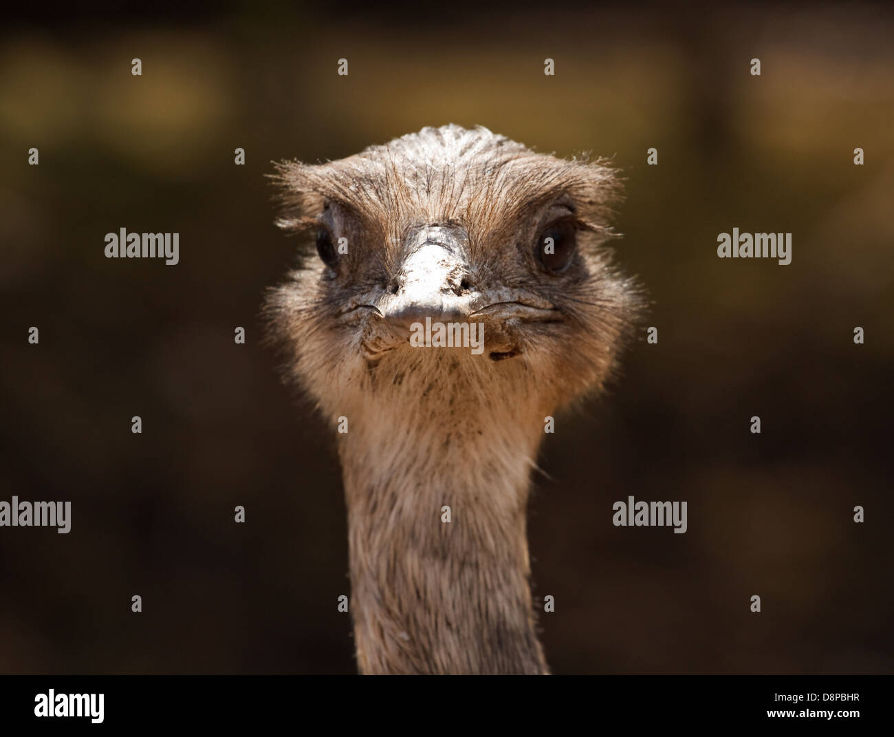 Primer plano de avestruz cabeza mirando hacia adelante para centros de visitantes o el concepto de denegación o enterrar la cabeza en la arena Foto de stock