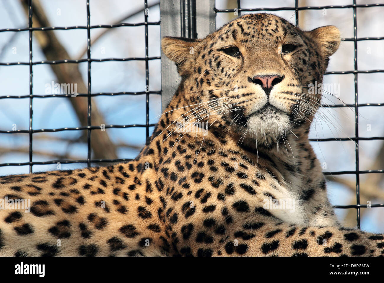 Retrato de un leopardo (Panthera pardus) descansando en la jaula de un zoológico Foto de stock