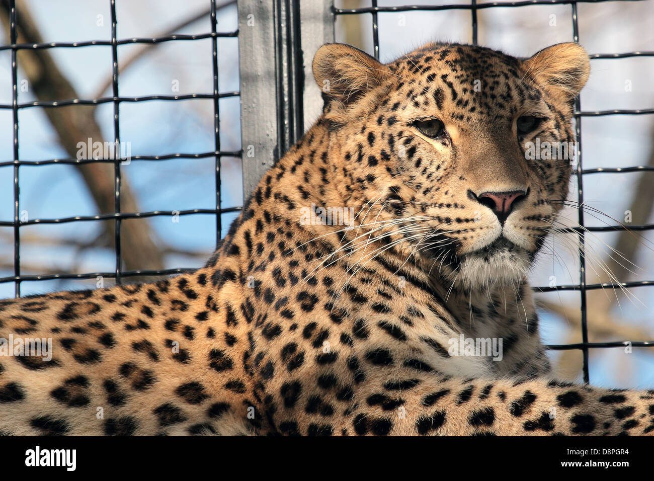 Retrato de un leopardo (Panthera pardus) descansando en la jaula de un zoológico Foto de stock