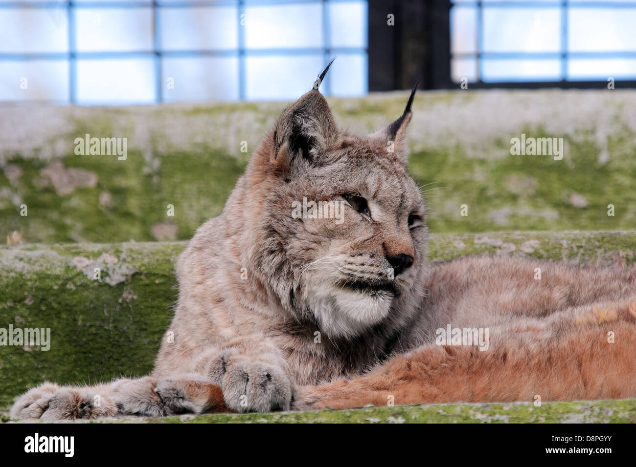 Retrato de un europeo (Lynx lynx) descansando en la jaula de un zoológico Foto de stock