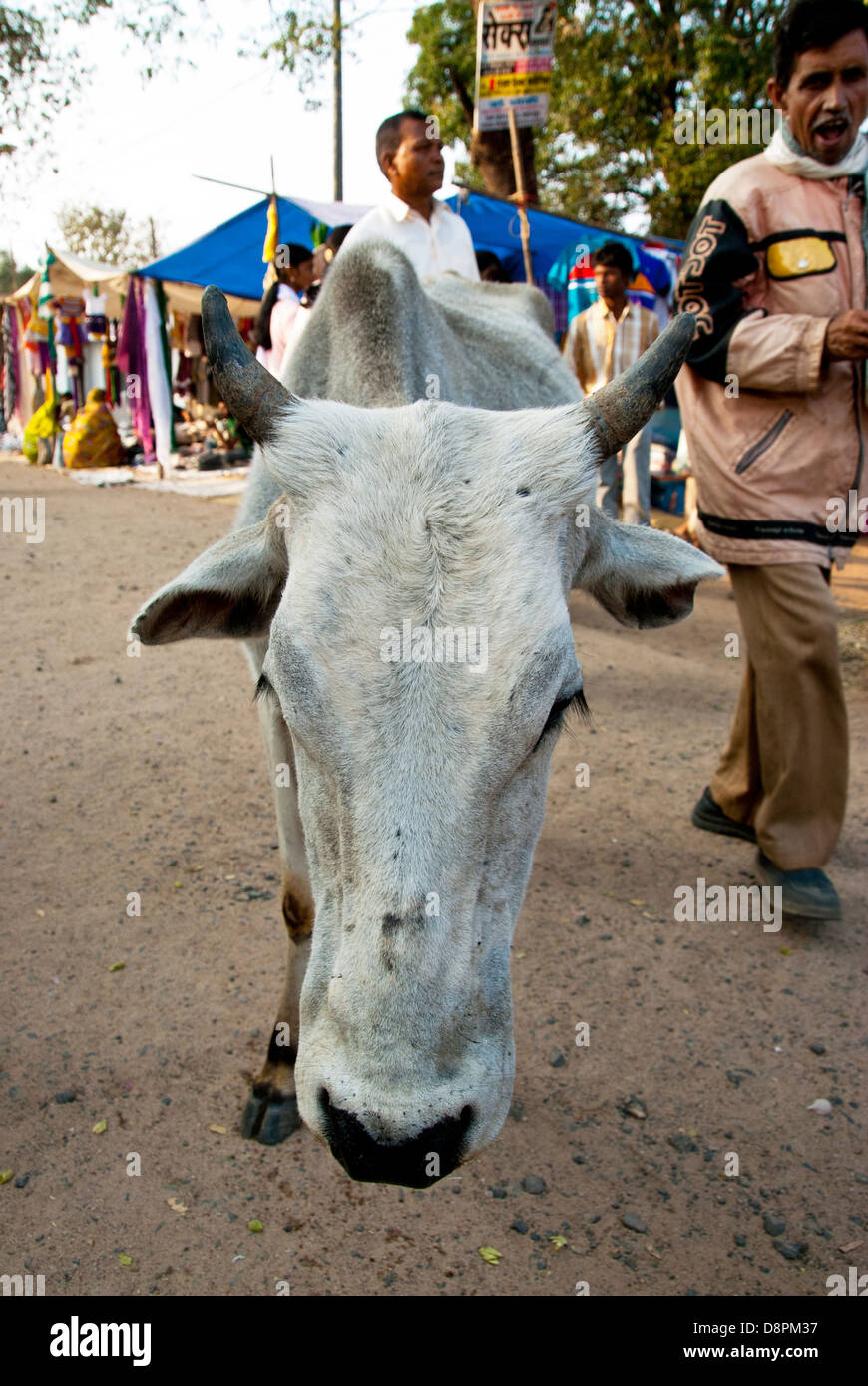 Vaca en el mercado al aire libre en el pueblo de Moca, Madya Pradesh, India Foto de stock