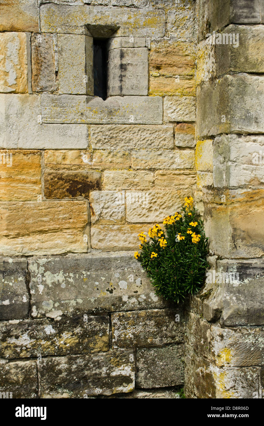 Un alhelí crece en una pared. Foto de stock