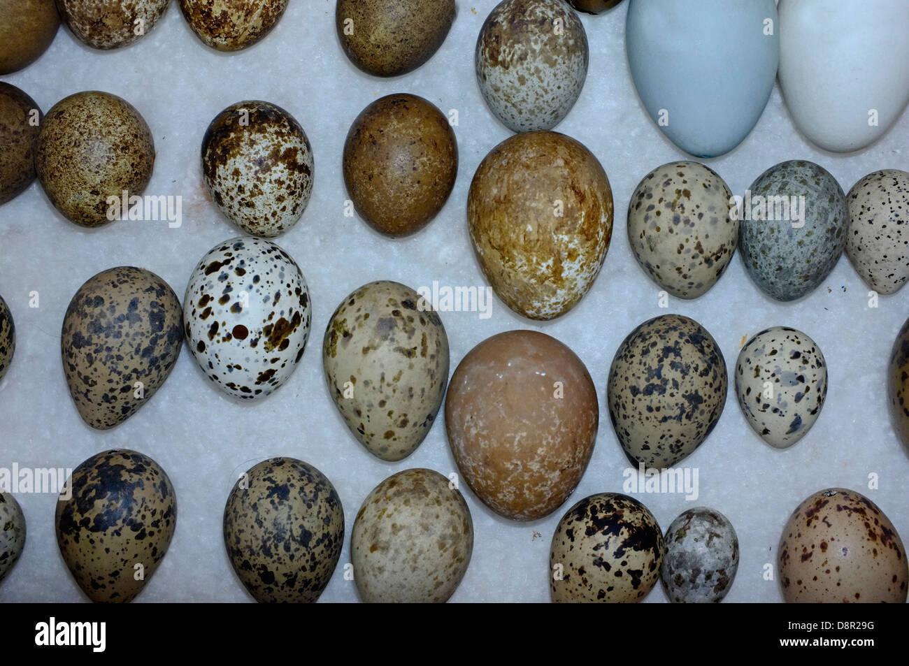 Una selección de huevos de aves británica colección victoriana Foto de stock
