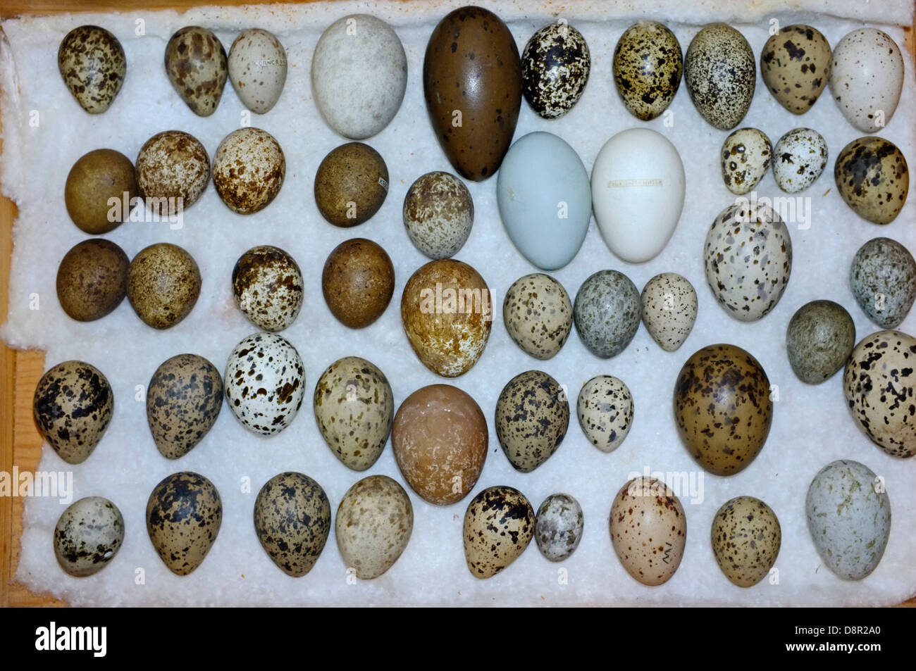 Una selección de huevos de aves británica colección victoriana Foto de stock