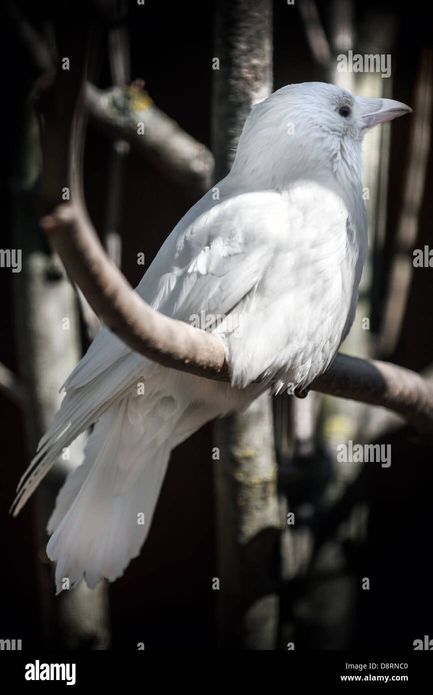 El cuervo blanco fotografías e imágenes de Alamy