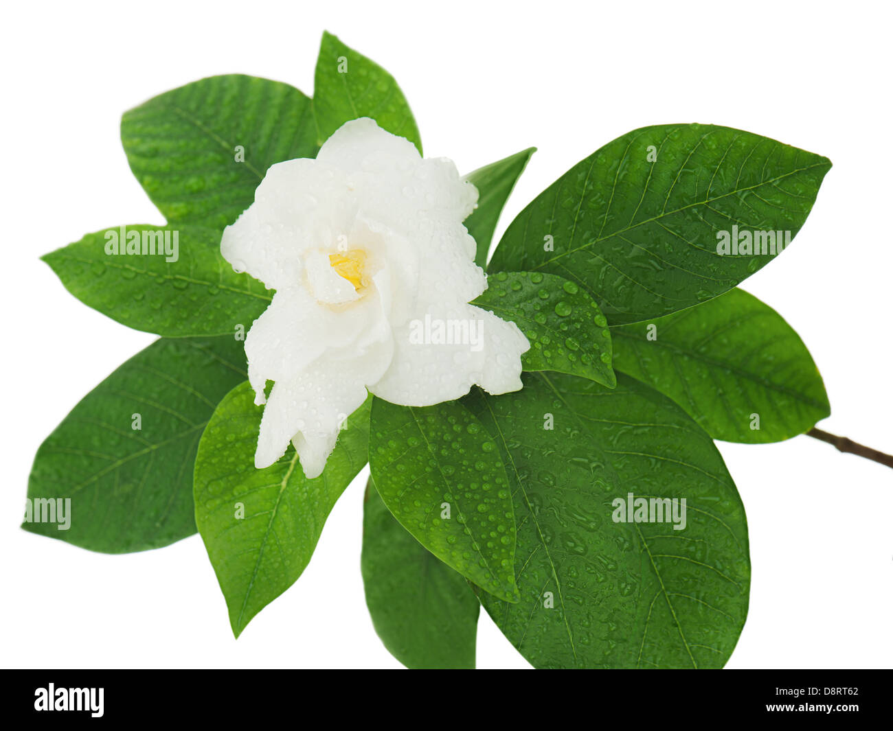 Flor Gardenia (Gardenia jasminoides) aislado sobre fondo blanco. Closeup Fotografía de stock - Alamy Flor Gardenia (Gardenia jasminoides) aislado sobre fondo blanco. Closeup Fotografía de stock - Alamy